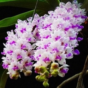 orchids scent in singapore native beautiful memories of perfume scent best aroma essential oil