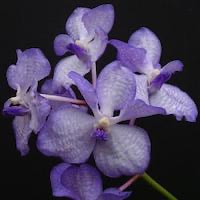 Cattleya Walkeriana orchids of singapore perfume workshop team building ingredient singapore great scent fragrance