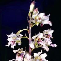 Gymnadenia Densiflora orchids of singapore perfume workshop team building ingredient singapore great scent fragrance