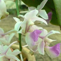 Team event corporate Dendrochilum Magnum orchids of singapore perfume workshop team building ingredient singapore great scent fragrance