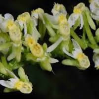 platanthera bifolia orchids of singapore perfume workshop team building ingredient singapore great scent fragrance