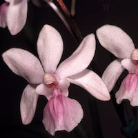Aranda Peng Lee Yeoh orchids of singapore perfume workshop team building ingredient singapore great scent fragrance