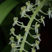 Neofinetia Falcata orchids of singapore perfume workshop team building ingredient singapore great scent fragrance