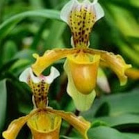 Bulbophyllum Praetervisum orchids of singapore perfume workshop team building ingredient singapore great scent fragrance