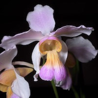 Bulbophyllum Macranthum orchids of singapore perfume workshop team building ingredient singapore great scent fragrance