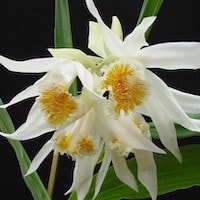 Dendrobium Aloifolium orchids of singapore perfume workshop team building ingredient singapore great scent fragrance
