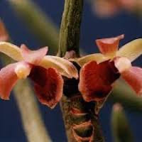 Miltoniopsis Santanaei orchids of singapore perfume workshop team building ingredient singapore great scent fragrance