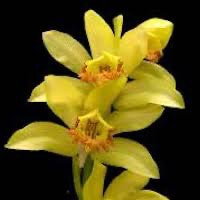 Aeranthes Grandalena orchids of singapore perfume workshop team building ingredient singapore great scent fragrance