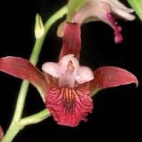 Vanda Miss Joaquim orchids of singapore perfume workshop team building ingredient singapore great scent fragrance