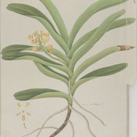 Acampe Lindl. Perfume essential oil. Used by Singapore memories and jetaime perfumery as therapeutic orchid oil of asia