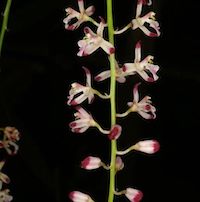 Acriopsis liliifolia Perfume essential oil. Used by Singapore memories and jetaime perfumery as therapeutic orchid oil of asia