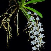 Aerangis Modesta orchids of singapore perfume workshop team building ingredient singapore great scent fragrance