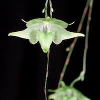 Aeranthes Grandalena orchids of singapore perfume workshop team building ingredient singapore great scent fragrance
