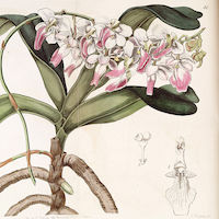 Aerides crispa Lindl. Perfume essential oil. Used by Singapore memories and jetaime perfumery as therapeutic orchid oil of asia