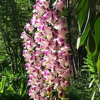 Aerides Lawrenceae var. Sanderiana orchids of singapore perfume workshop team building ingredient singapore great scent fragrance
