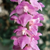 Aerides falcata Lindl. & Paxton Perfume essential oil. Used by Singapore memories and jetaime perfumery as therapeutic orchid oil of asia