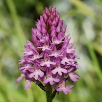 Agrostophyllum Bl.  Perfume essential oil. Used by Singapore memories and jetaime perfumery as therapeutic orchid oil of asia