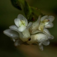 Arachnis Hookeriana orchids of singapore perfume workshop team building ingredient singapore great scent fragrance