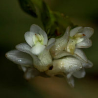 Agrostophyllum Bl.  Perfume essential oil. Used by Singapore memories and jetaime perfumery as therapeutic orchid oil of asia