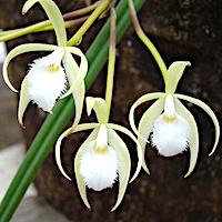 Brassavola Martiana orchids of singapore perfume workshop team building ingredient singapore great scent fragrance