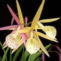 Brassolaelia Yellow Bird orchids of singapore perfume workshop team building ingredient singapore great scent fragrance