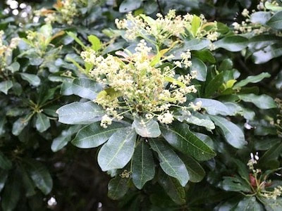 Buchanania Arborescens Perfume Workshop Sentosa Scent-osa fragrant plant singapore