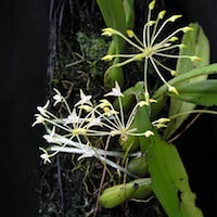 Bulbophyllum Laxiflorum orchids of singapore perfume workshop team building ingredient singapore great scent fragrance