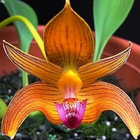 Bulbophyllum Lobbii orchids of singapore perfume workshop team building ingredient singapore great scent fragrance