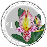 Bulbophyllum Macranthum orchids of singapore perfume workshop team building ingredient singapore great scent fragrance