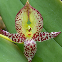 Bulbophyllum Praetervisum orchids of singapore perfume workshop team building ingredient singapore great scent fragrance