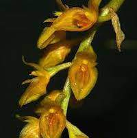 Bulbophyllum sterile  Perfume essential oil. Used by Singapore memories and jetaime perfumery as therapeutic orchid oil of asia