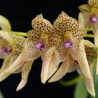 Bulbophyllum umbellatum  Perfume essential oil. Used by Singapore memories and jetaime perfumery as therapeutic orchid oil of asia