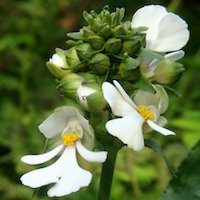 Calanthe alismifolia  Perfume essential oil. Used by Singapore memories and jetaime perfumery as therapeutic orchid oil of asia