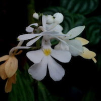 Calanthe ceciliae Rchb. Perfume essential oil. Used by Singapore memories and jetaime perfumery as therapeutic orchid oil of asia