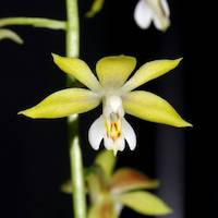 Calanthe graciliflora Hayata Perfume essential oil. Used by Singapore memories and jetaime perfumery as therapeutic orchid oil of asia