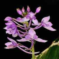 Calanthe masuca Perfume essential oil. Used by Singapore memories and jetaime perfumery as therapeutic orchid oil of asia