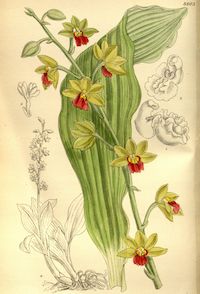 Calanthe tricarinata Lindl. Perfume essential oil. Used by Singapore memories and jetaime perfumery as therapeutic orchid oil of asia