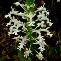 Calanthe triplicata (Willimet) Ames Perfume essential oil. Used by Singapore memories and jetaime perfumery as therapeutic orchid oil of asia