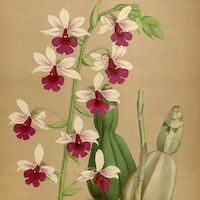 Calanthe vestita Wall ex Lindl. Perfume essential oil. Used by Singapore memories and jetaime perfumery as therapeutic orchid oil of asia