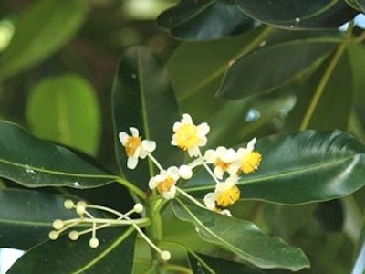 Calophyllum Pulcherrimum Perfume Workshop Sentosa Scent-osa fragrant plant singapore