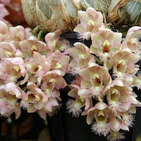 Catasetum Roseum orchids of singapore perfume workshop team building ingredient singapore great scent fragrance