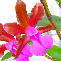 Cattleya Bicolor var. Grossii orchids of singapore perfume workshop team building ingredient singapore great scent fragrance