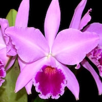 Cattleya Labiata orchids of singapore perfume workshop team building ingredient singapore great scent fragrance