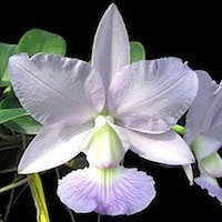 Cattleya Walkeriana orchids of singapore perfume workshop team building ingredient singapore great scent fragrance