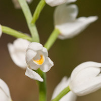 Cephalanthera longifolia (L.) Fritsch. Perfume essential oil. Used by Singapore memories and jetaime perfumery as therapeutic orchid oil of asia
