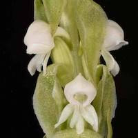 Satyrium nepalense var. ciliatum (Lindl.) Hook. f. Perfume essential oil. Used by Singapore memories and jetaime perfumery as therapeutic orchid oil of asia