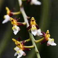 Cleisostoma fuerstenbergianum  Perfume essential oil. Used by Singapore memories and jetaime perfumery as therapeutic orchid oil of asia