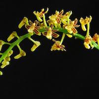 Cleisostoma paniculatum (Ker-Gawl) Garay Perfume essential oil. Used by Singapore memories and jetaime perfumery as therapeutic orchid oil of asia