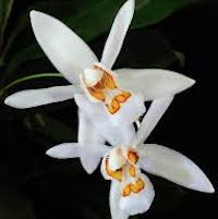 Coelogyne corymbosa Lindl. Perfume essential oil. Used by Singapore memories and jetaime perfumery as therapeutic orchid oil of asia
