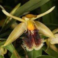 Coelogyne fimbriata Lindl. Perfume essential oil. Used by Singapore memories and jetaime perfumery as therapeutic orchid oil of asia